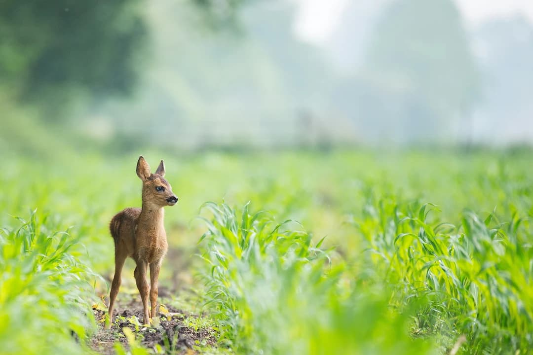 Like Bambi's Mother