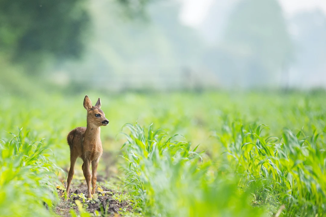 Like Bambi's Mother